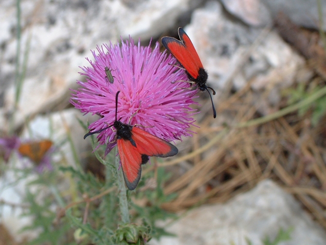 Zigaene
